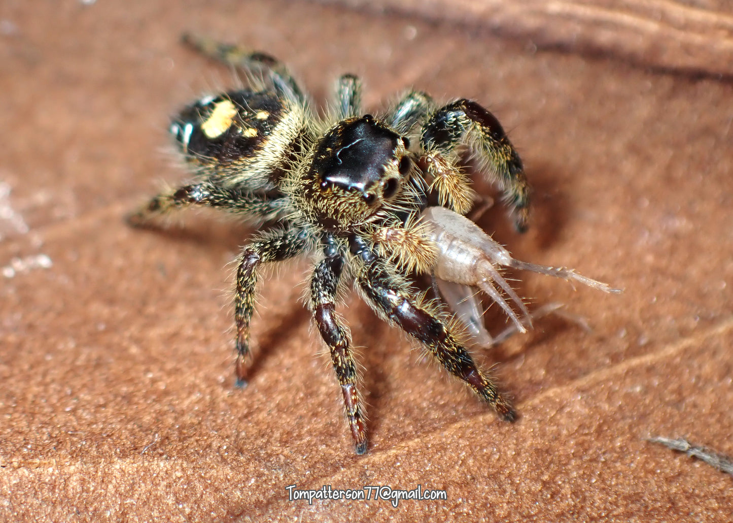 Phiddipus audax (Idaho locality) group of 2