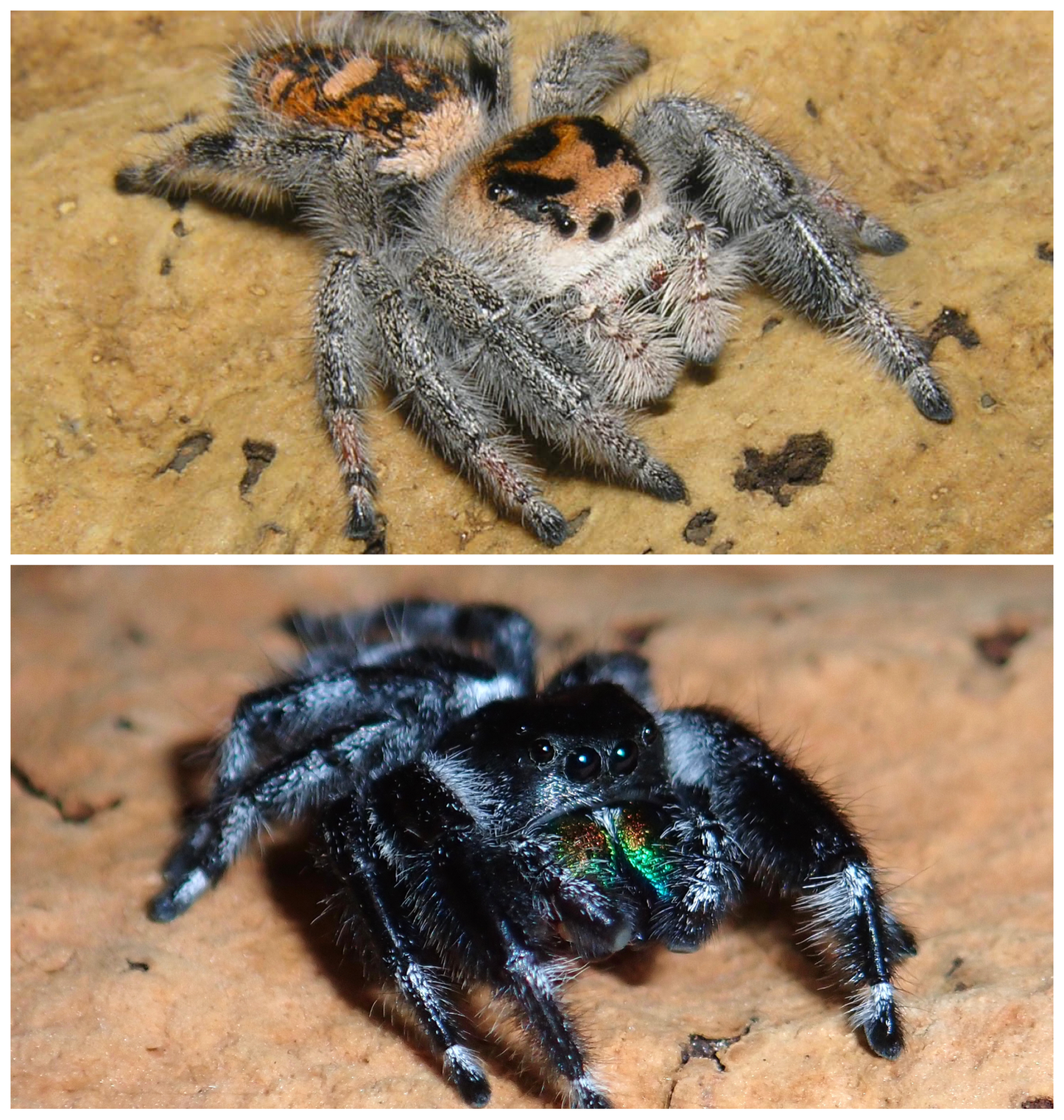 Phiddipus regius “Regal jumping spiders” Male and female package