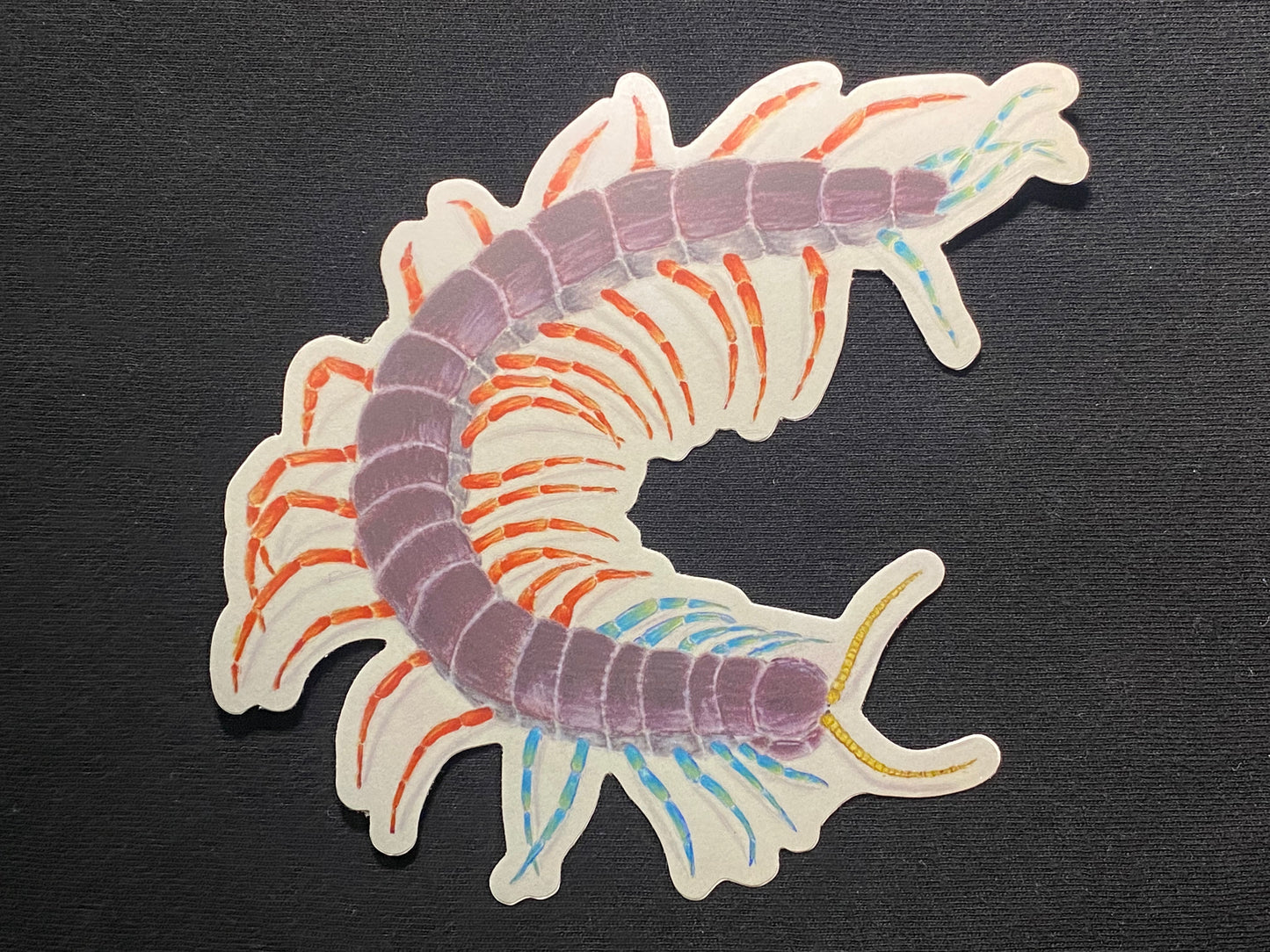5” Vinyl stickers (Scolopendra sp. Malaysian jewel)