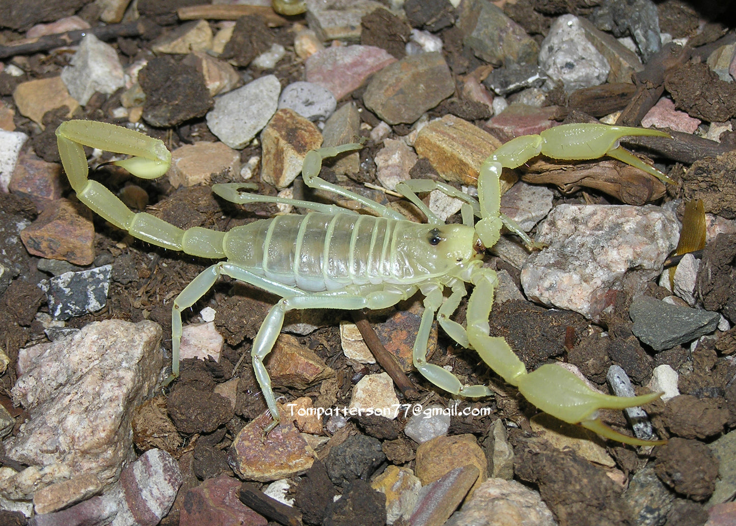 Smeringurus mesaensis