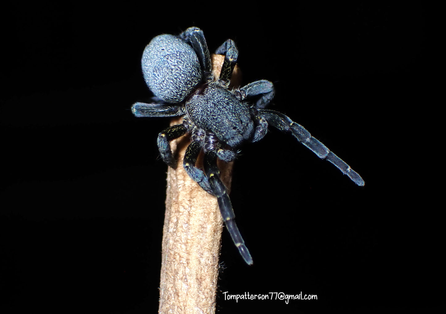 Eresus ruficapillus 1/8”-1/4”