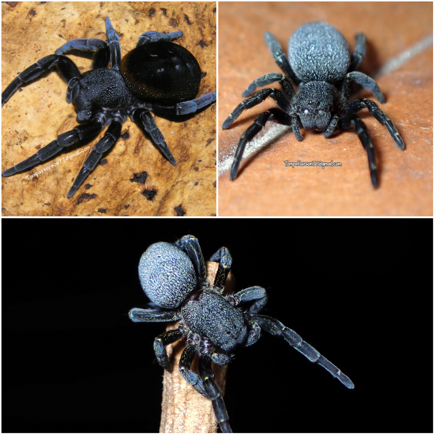 Eresus velvet spider package