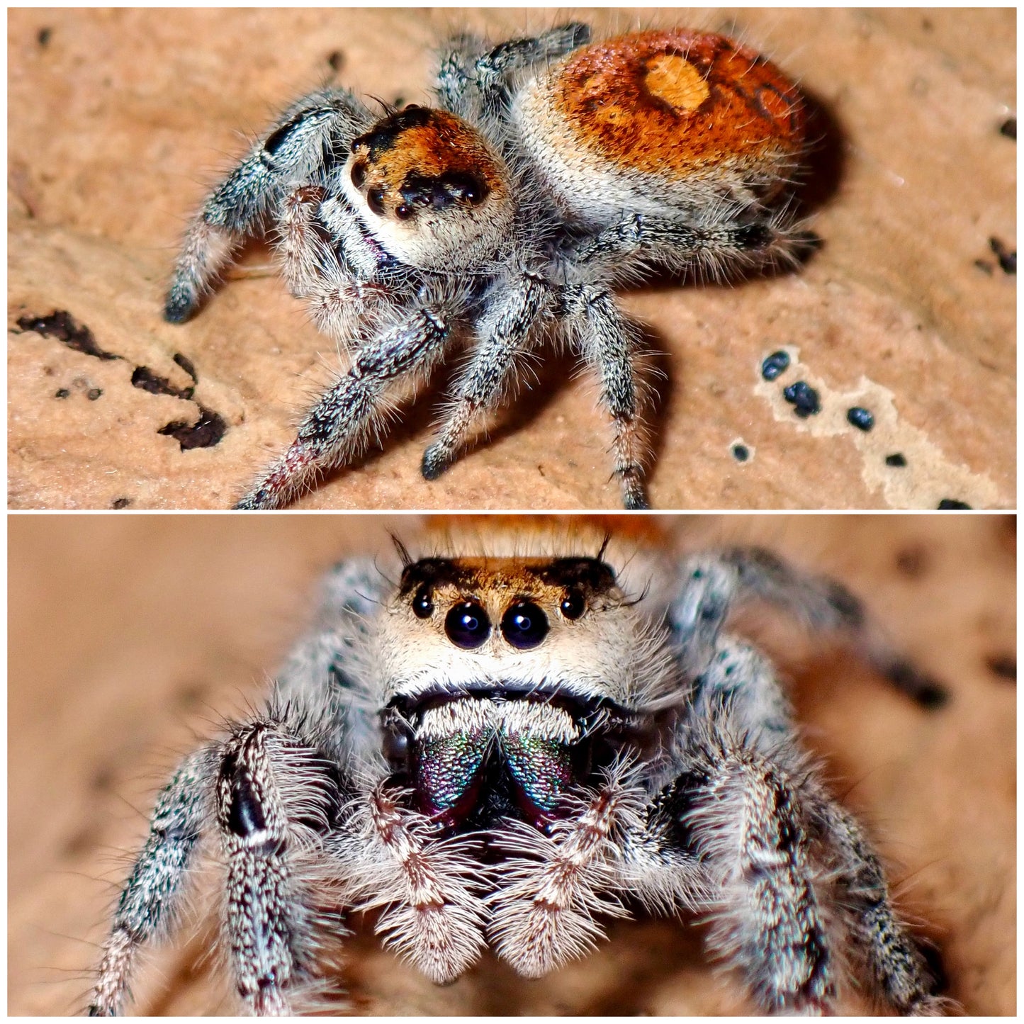 Phidippus regius
female "Jumping spider" 083
