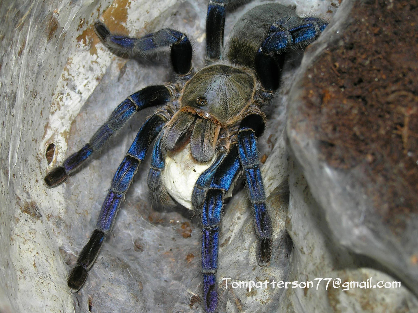 Cyriopagopus lividus 3/4”