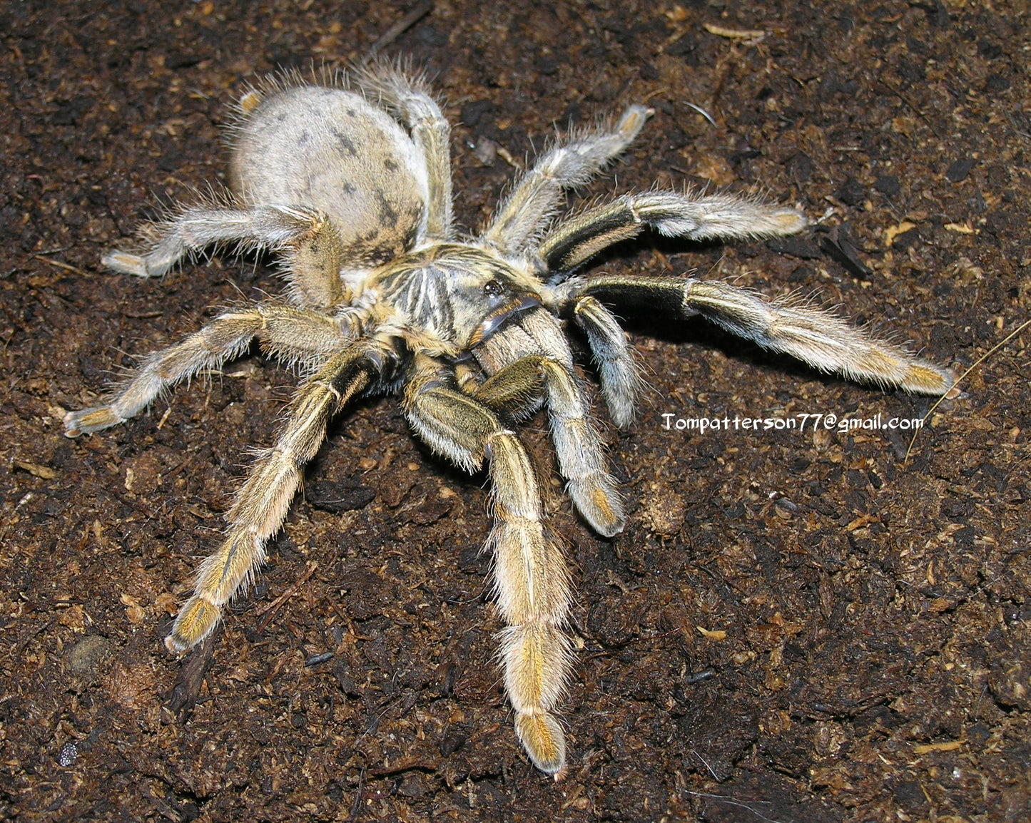 Augacephalus ezendami 1/2”