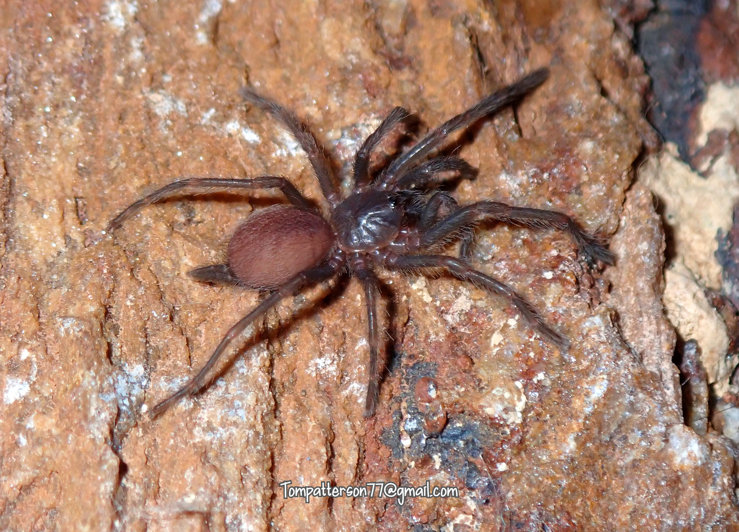 Phlogius sp. Black 1”