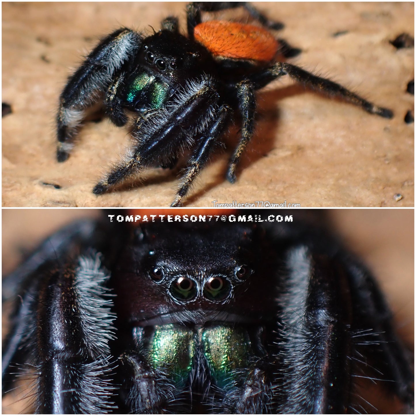 Phidippus texanus females (Texan Jumping Spider) mature male