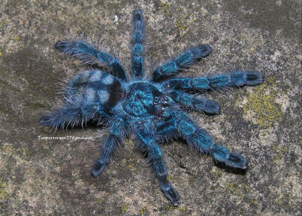 Caribena versicolor 3”