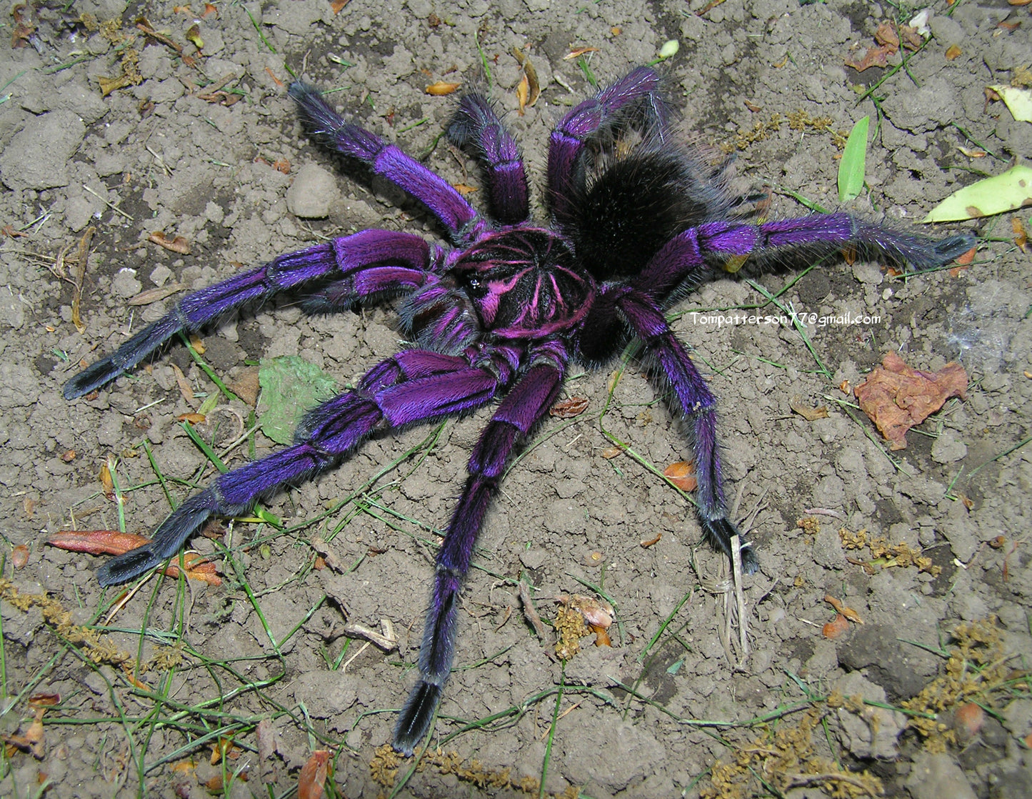 Pamphobeteus c.f. nigricolor 1”