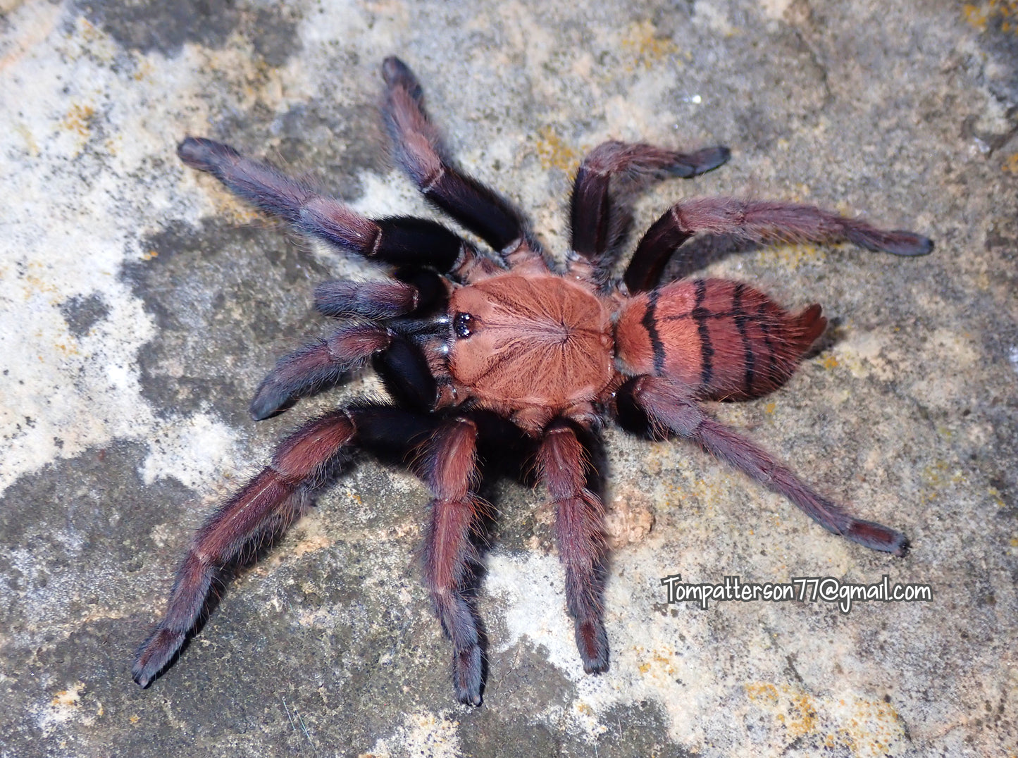 Chilobrachys fimbriatus 1”