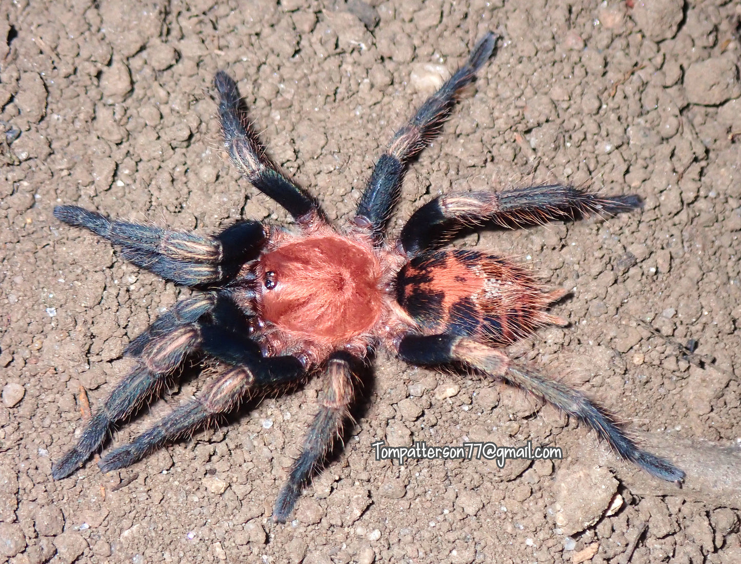 Davus sp. “Oaxaca” 1/4”