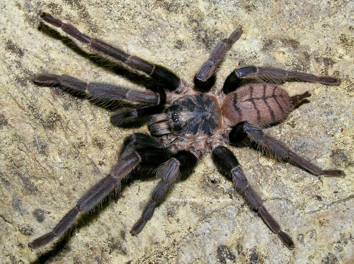 Chilobrachys fimbriatus 1”