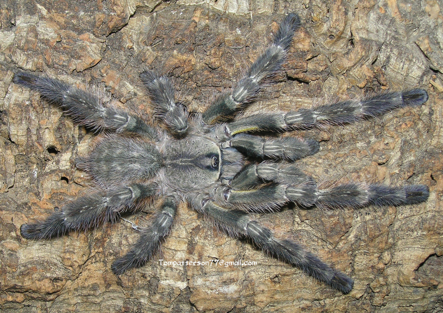 Poecilotheria regalis 3/4”