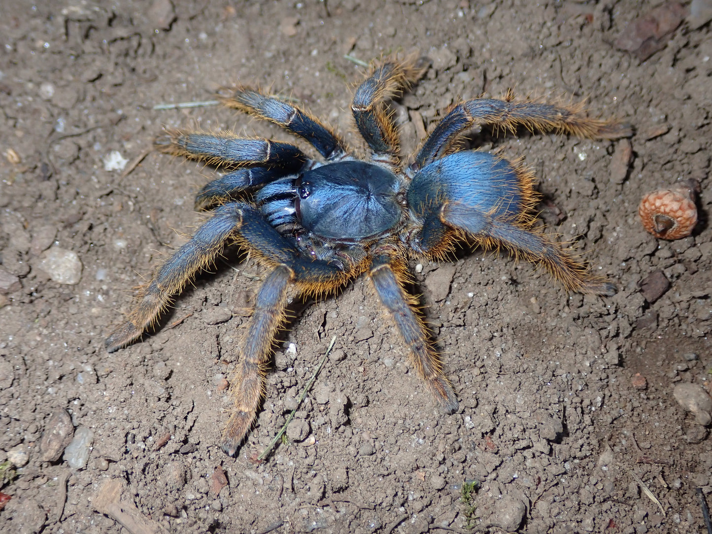 Ornithoctoninae sp. Vietnam Silver 3/4”