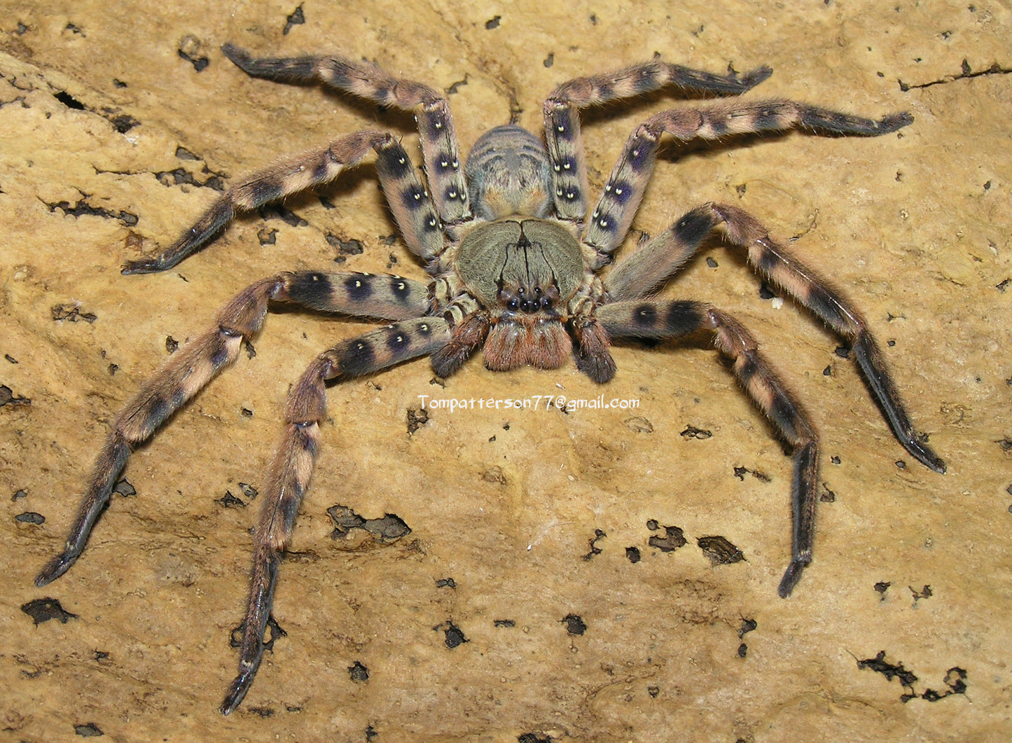 Heteropoda lunula “Thailand” 2”+