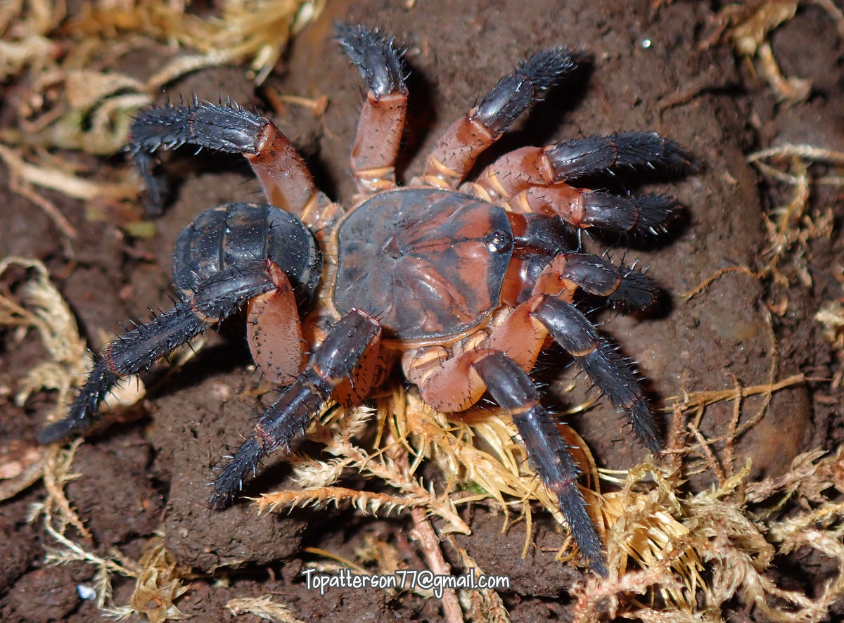 Liphistius cf. ornatus 1”