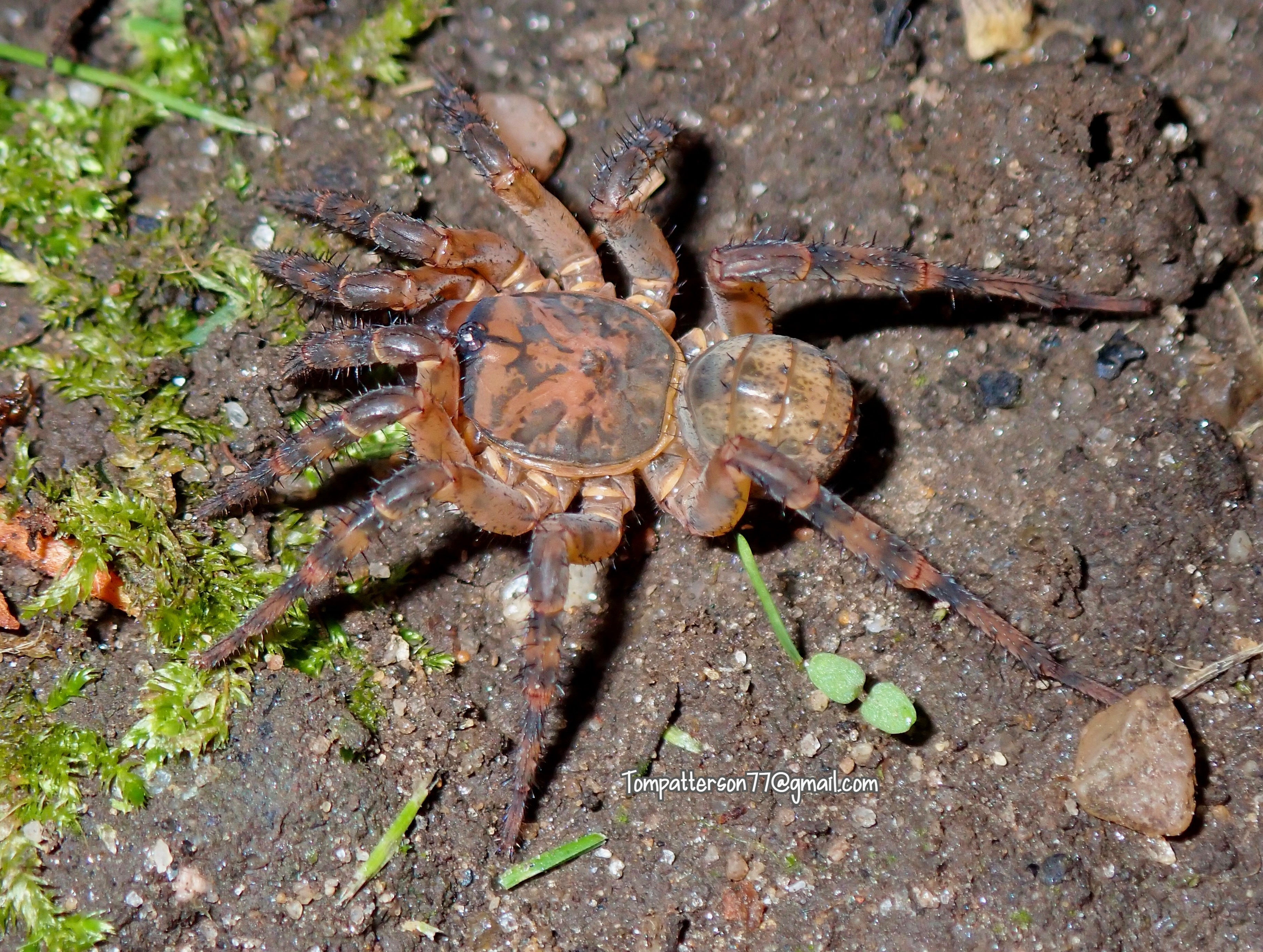 Liphistius sp. “Khao Luang Orange” 1” Hardcore Arachnids