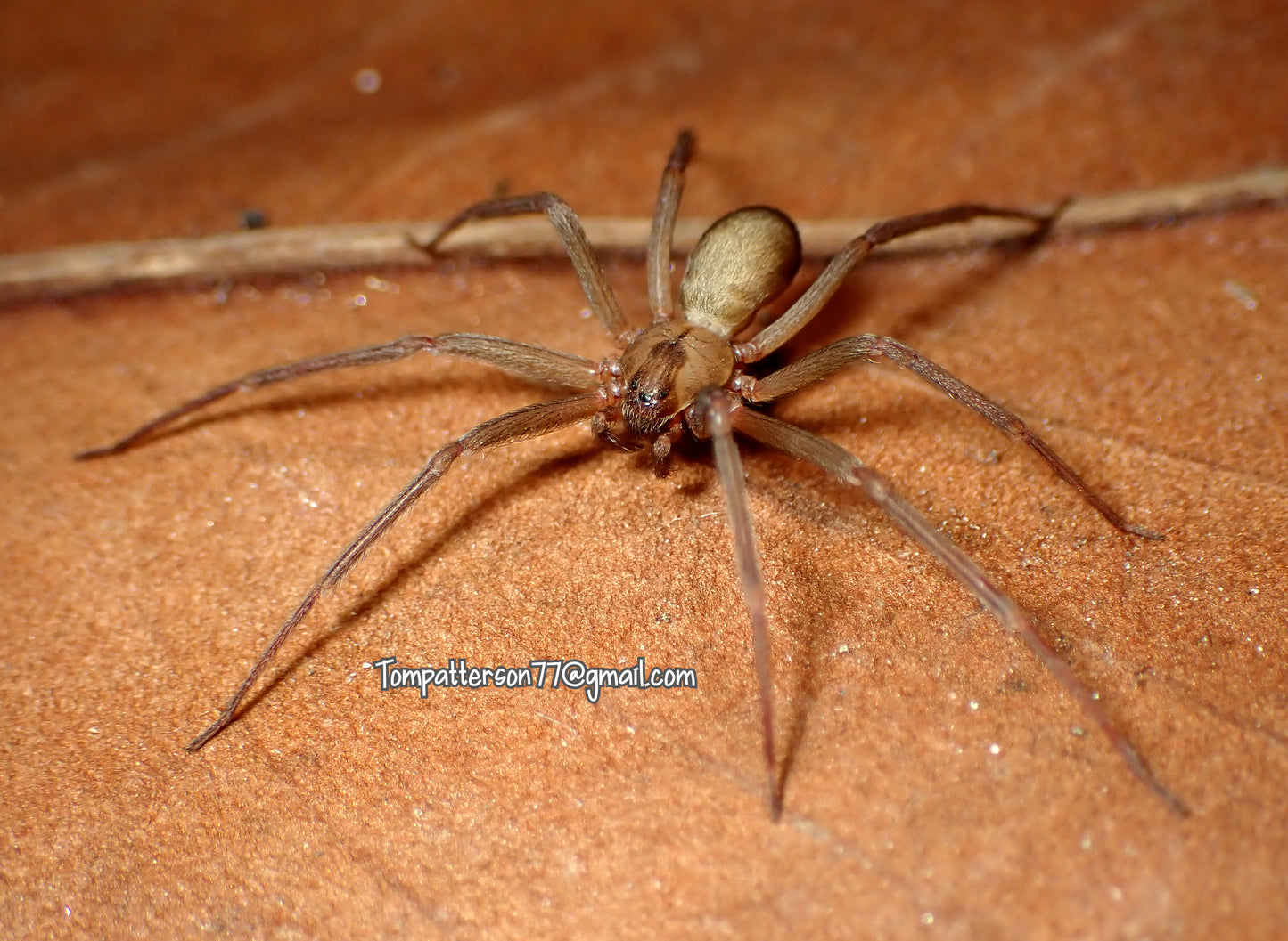 Loxosceles reclusa 1/2”