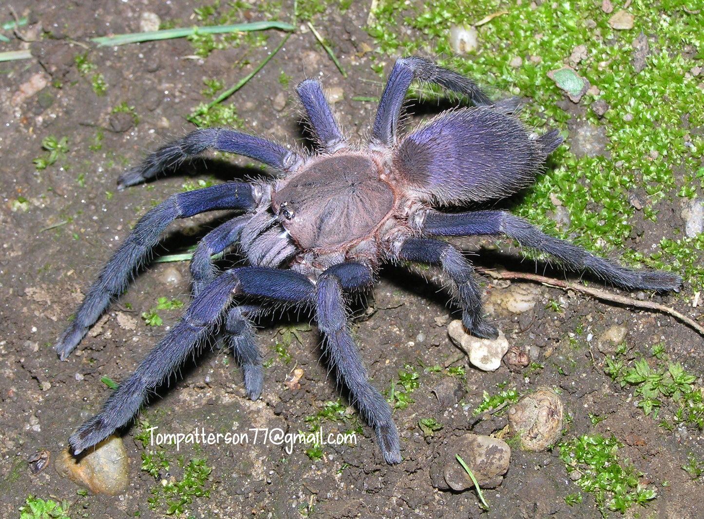 Orphnaecus sp. “Quezon Blue” 1/4”+