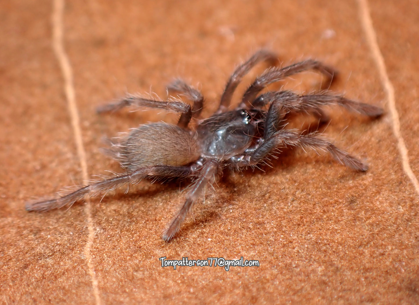 Selenocosmiinae sp. "Kordillera" 1/4”