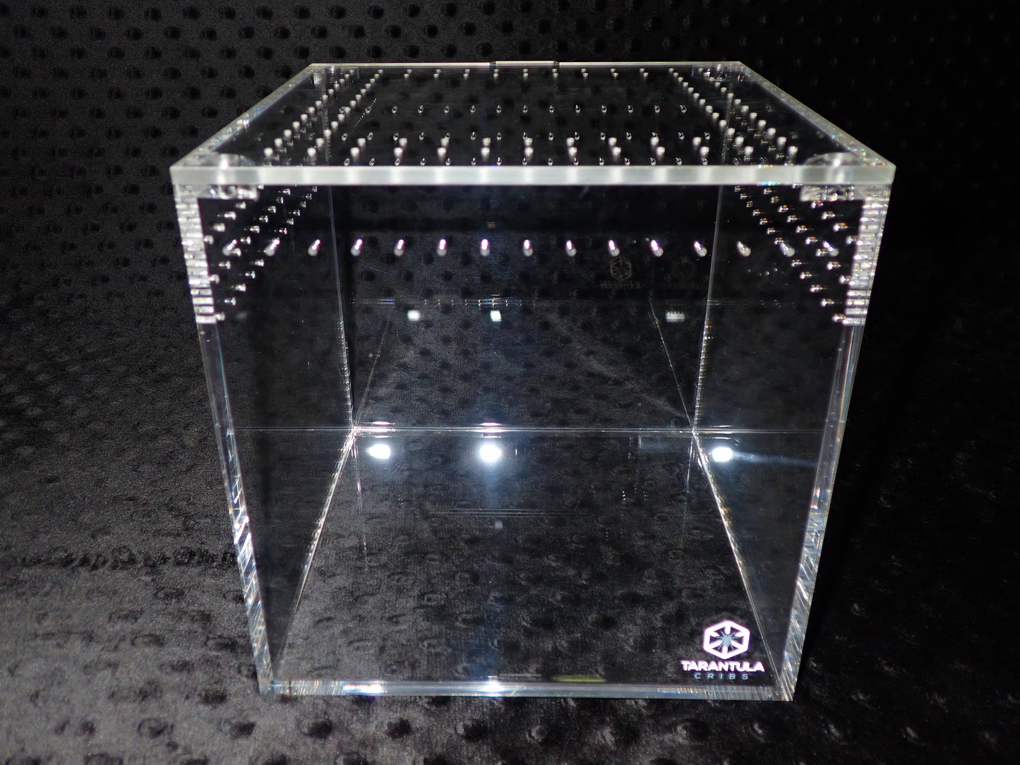8" Tarantula Cube
