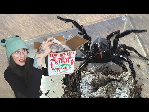 Load video: Unboxing from Tarantula Kat