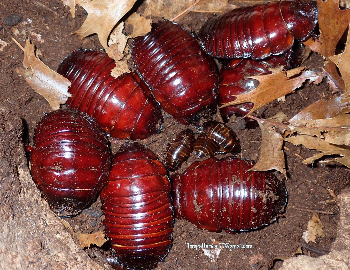 Macropanesthia rhinoceros