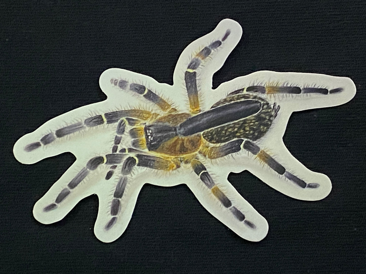 3” Vinyl stickers (Ceratogyrus attonitifer)