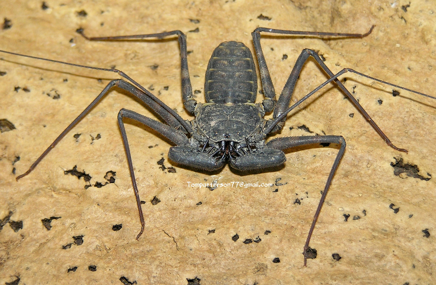 Phrynus maesi