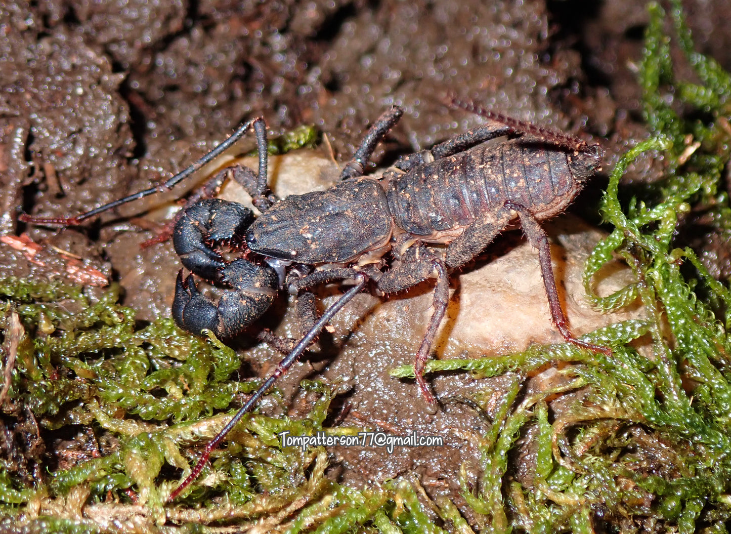 Thelyphonus lawrencei