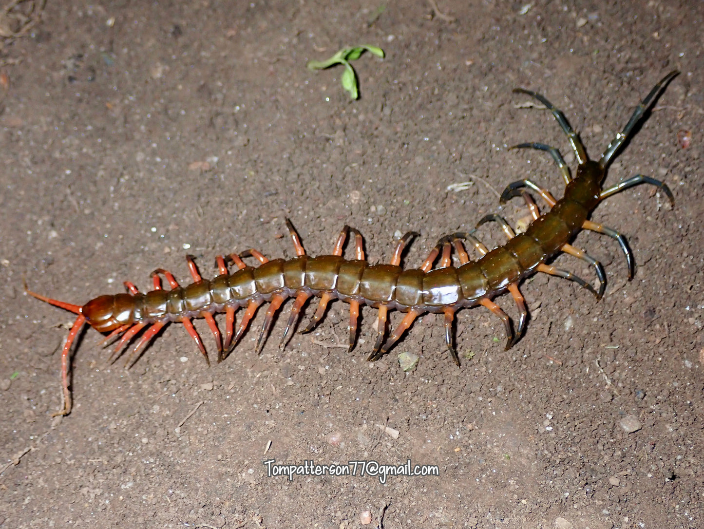 Scolopendra sp. Metallic Sumatran