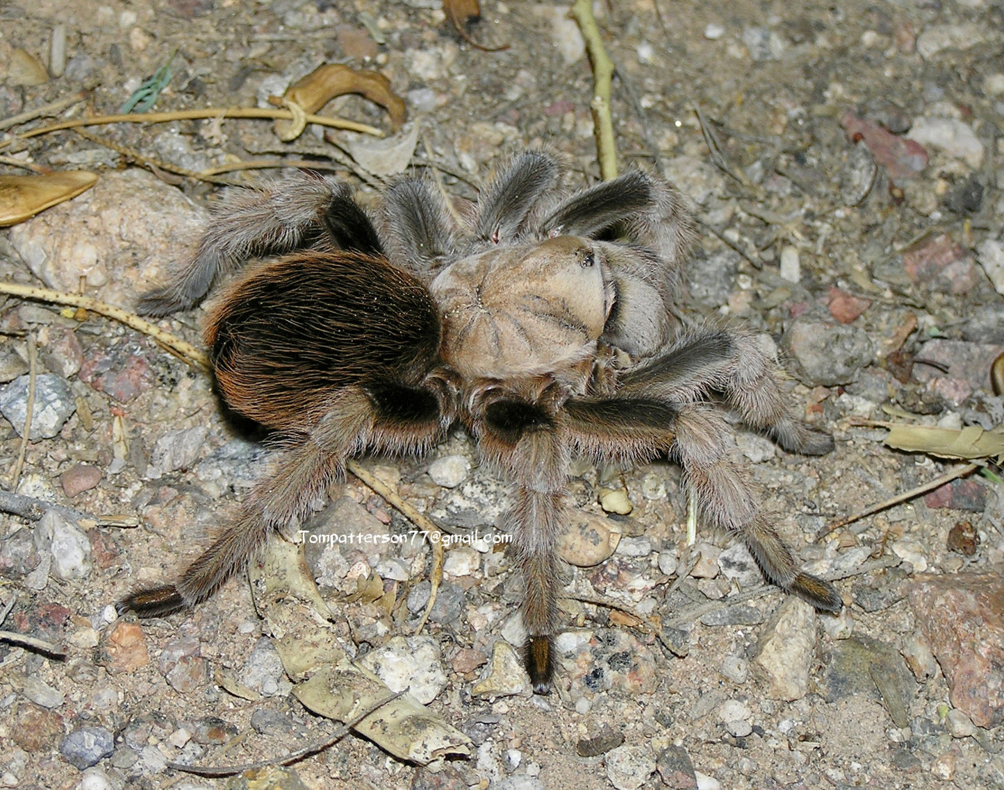 Aphonopelma chalcodes