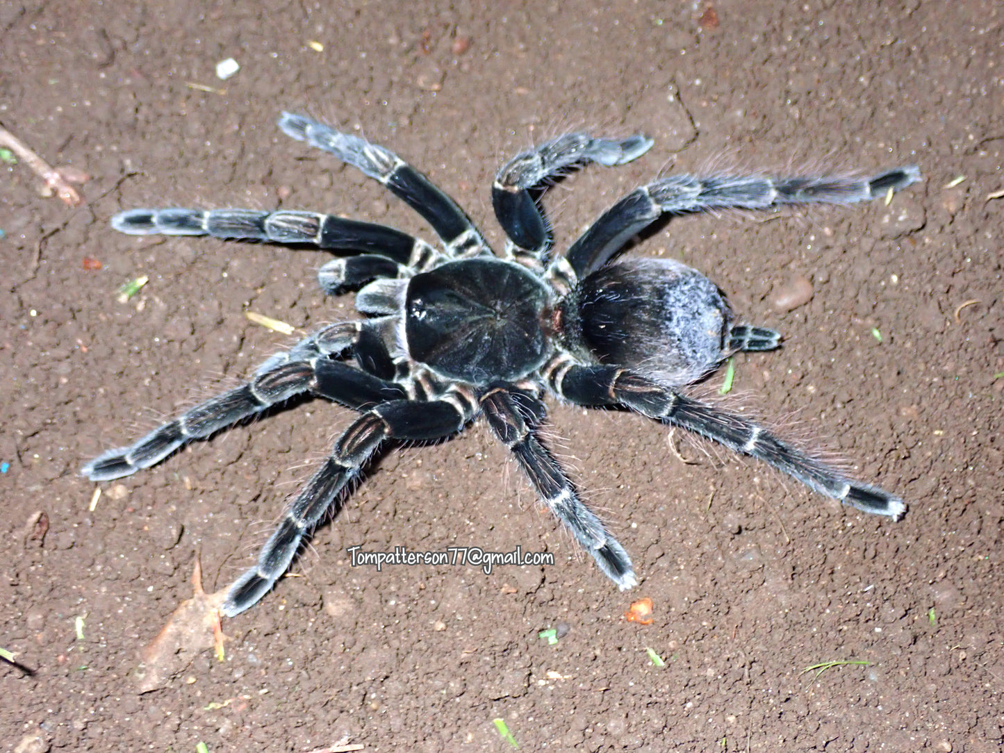 Pamphobeteus sp. “Tigris” 1”