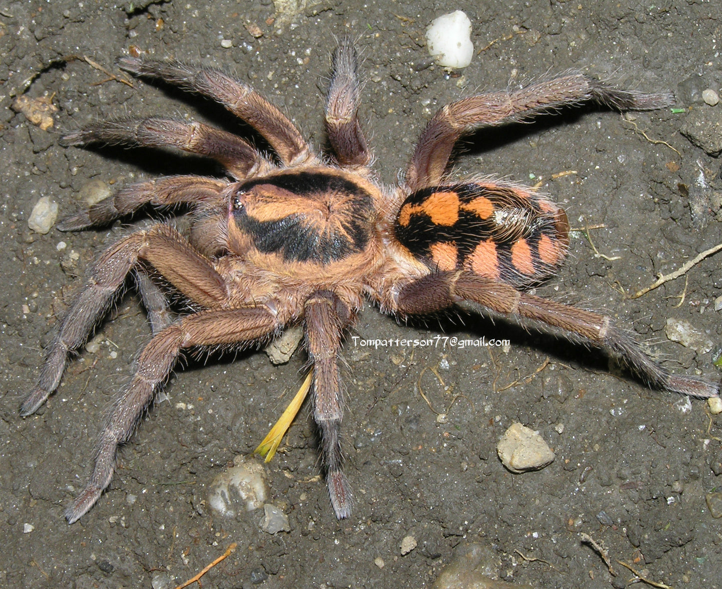 Hapalopus sp. Colombian large 1/4”