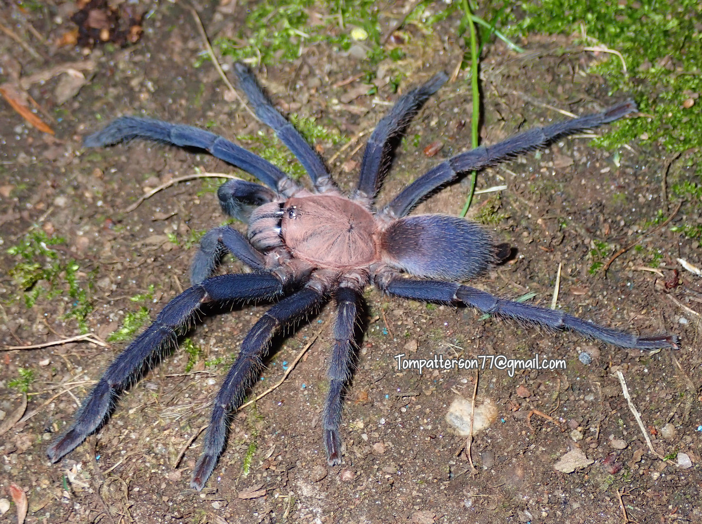 Orphnaecus sp "Marinduque purple" 1”