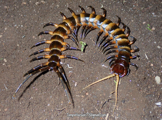 Scolopendra sp. "piceoflava" (Sulawesi Black Leg)
