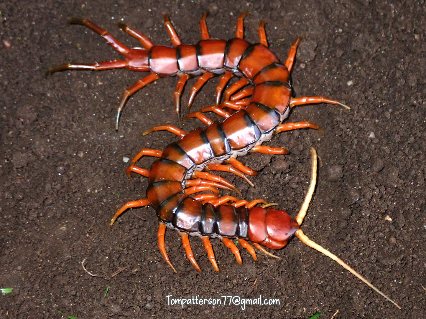 Scolopendra sp. “White Beard” 7” - 8”