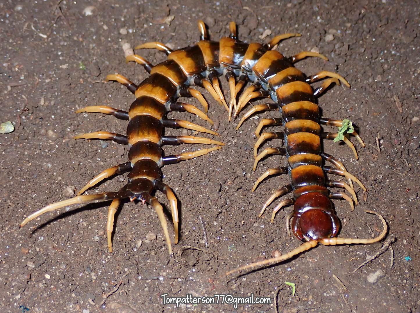 Scolopendra sp. "piceoflava" (Sulawesi Zebra Leg) 5” -6”