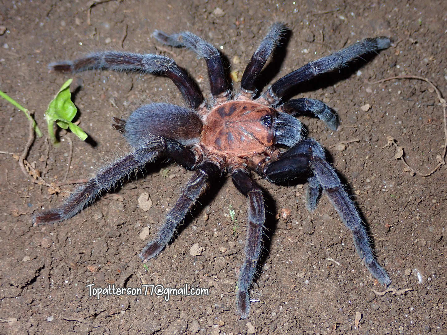 Chilocosmia dichromata 3/4”