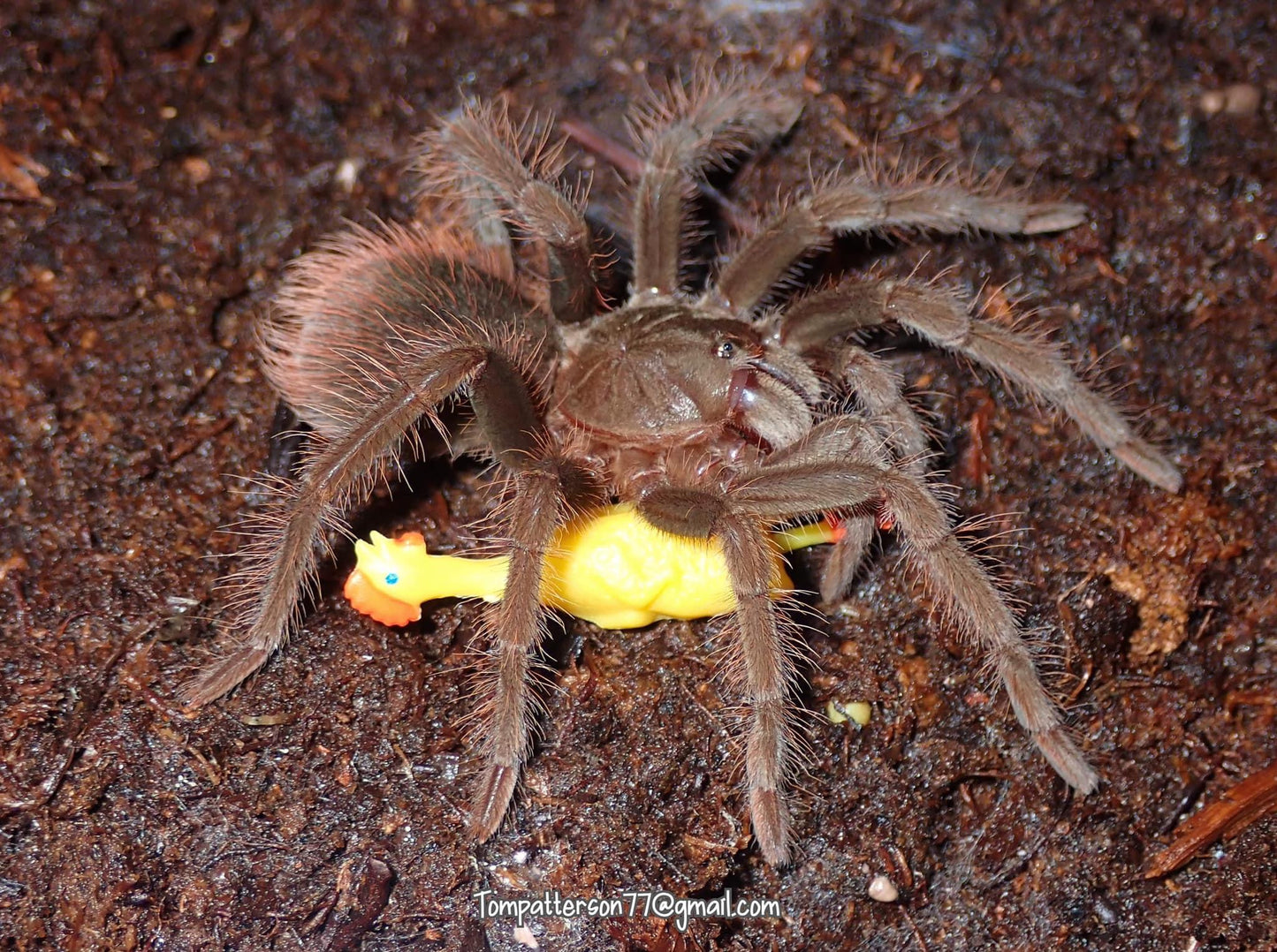 Pamphobeteus sp. "Araña Pollito"