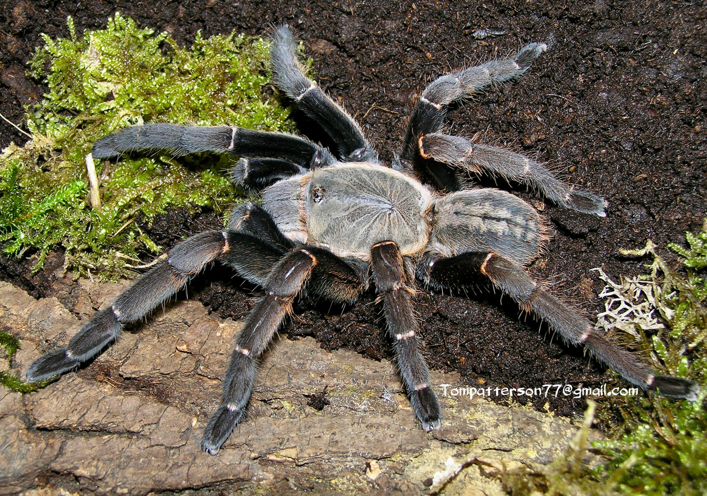 Cyriopagopus sp. Bach Ma 1.5”