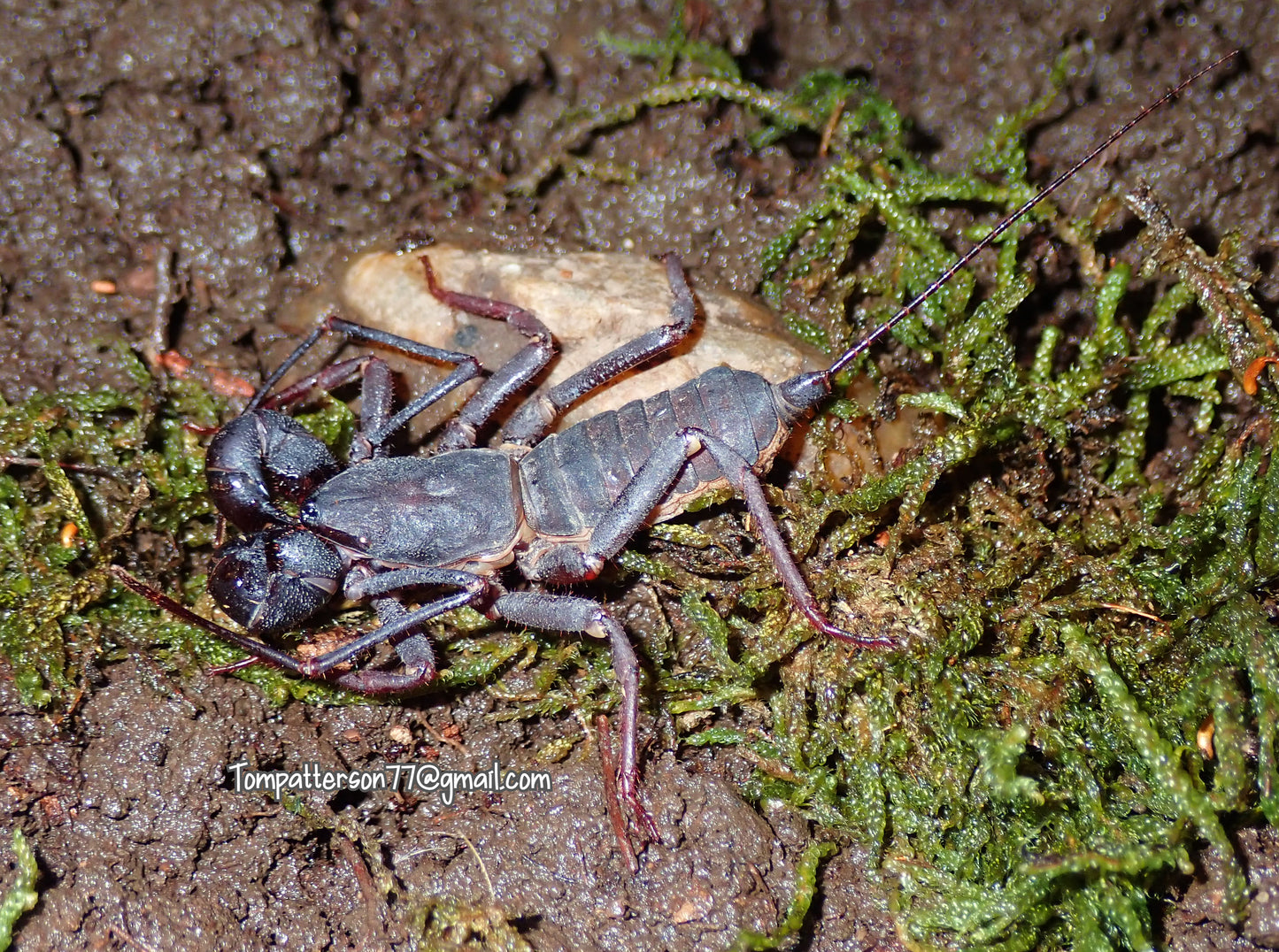 Thelyphonus sp. “Uthai Thani”