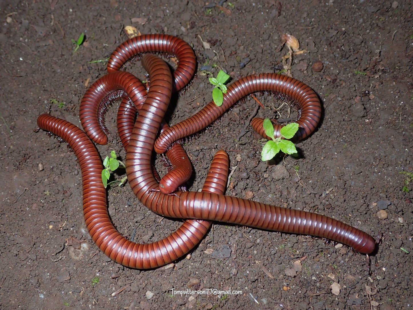 Orthoporus ornatus