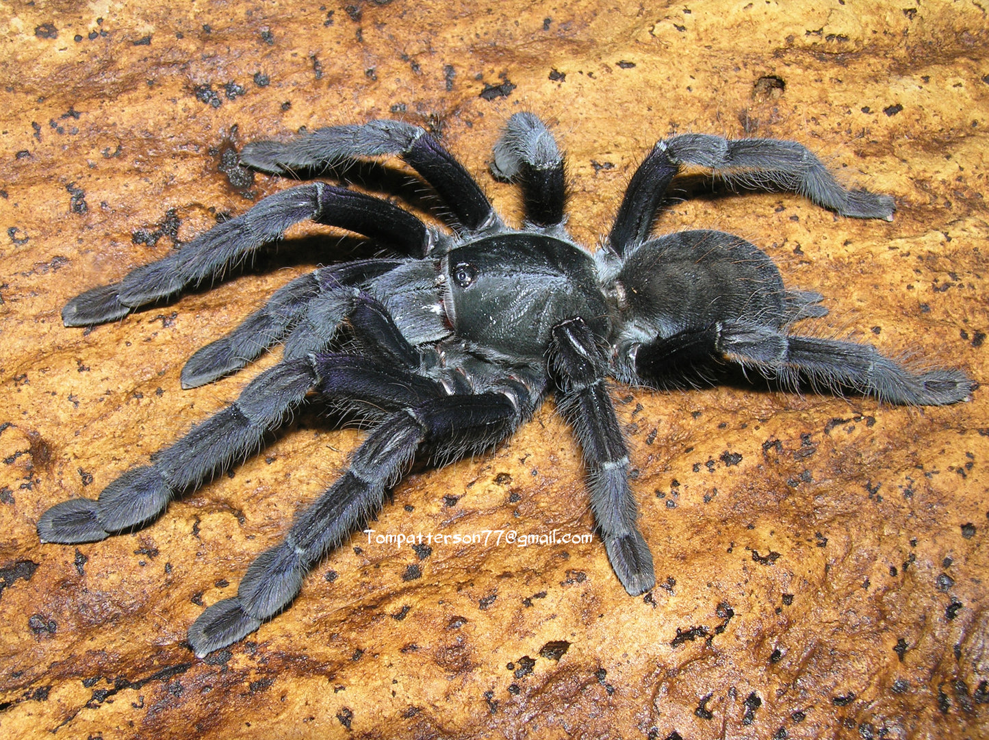 Phormingochilus arboricola 1”