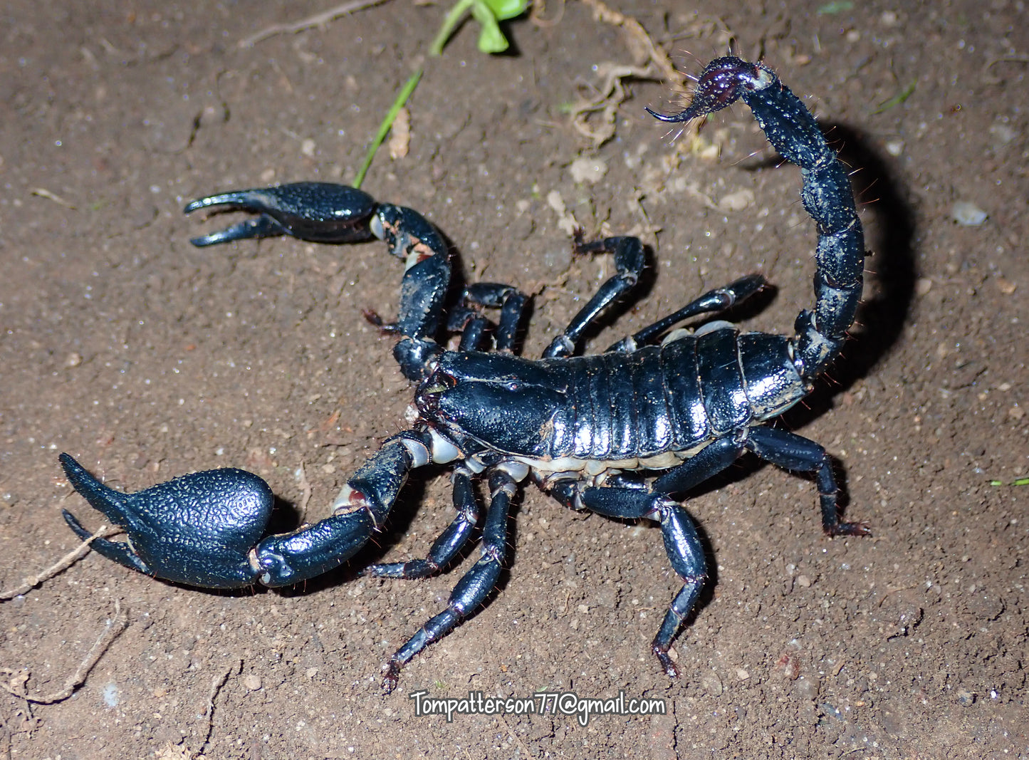 Javanimetrus cyaneus