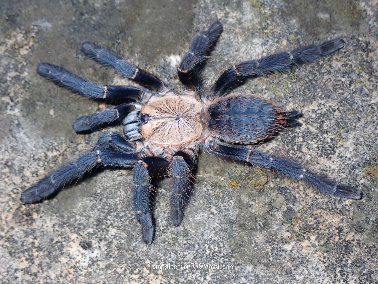Phormingochilus hatihati