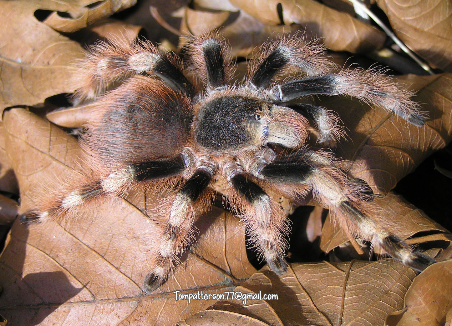 Nhandu coloratovillosus 1.5”