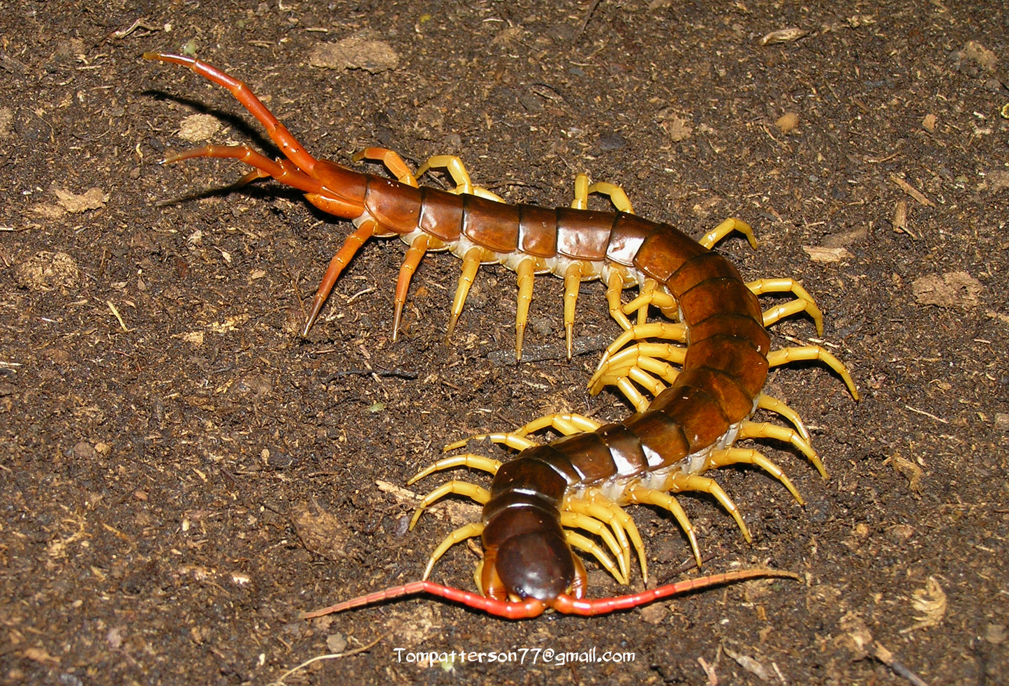 Scolopendra dehanni 5”