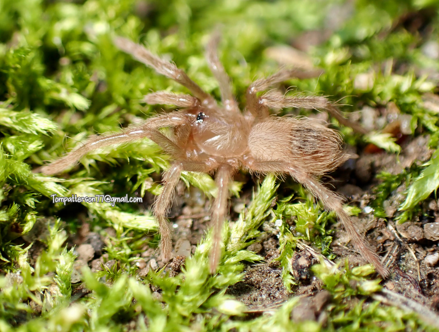 Theraphosinae sp. “Magma” 1/4”