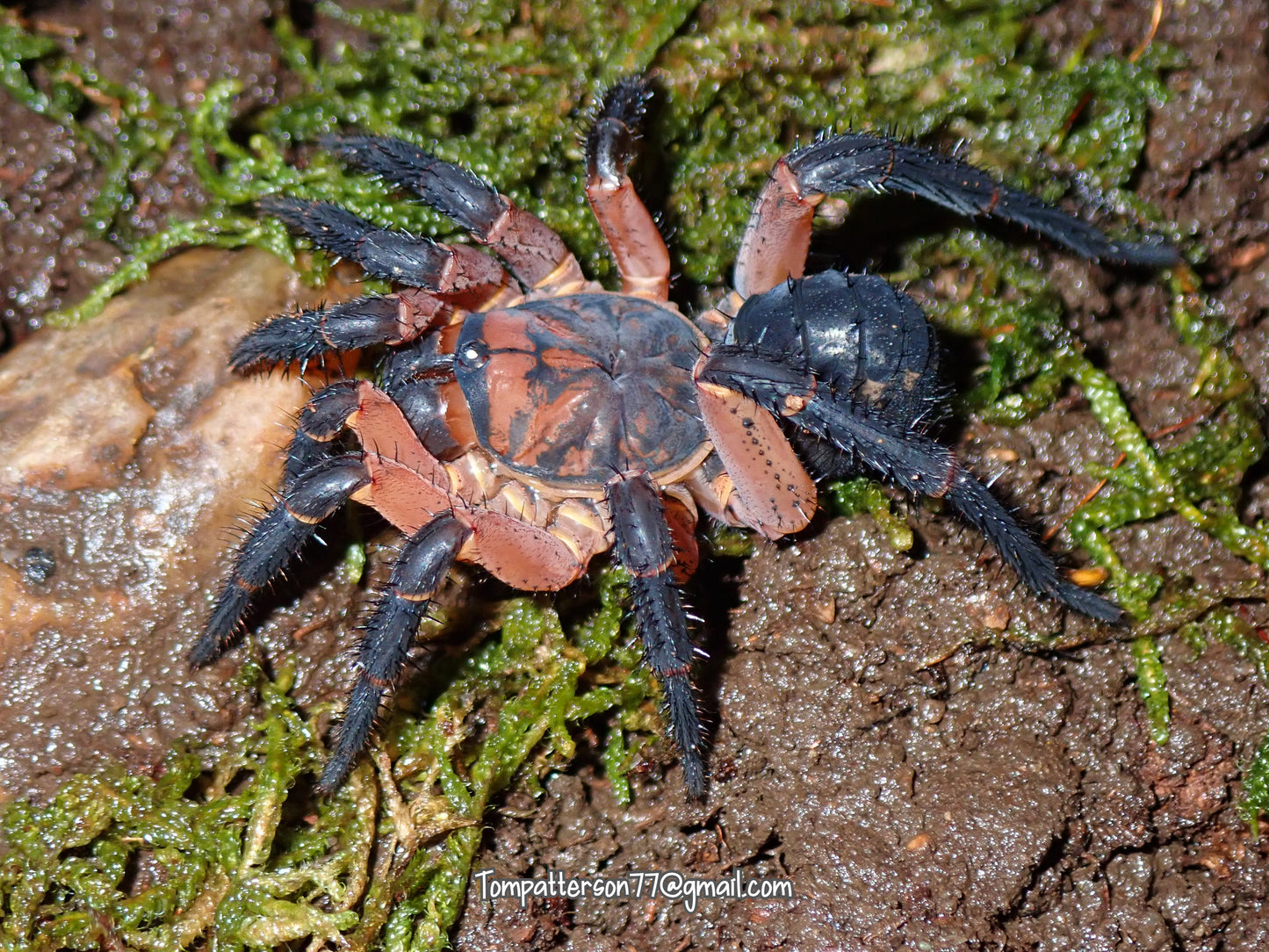 Liphistius sp. Suwat